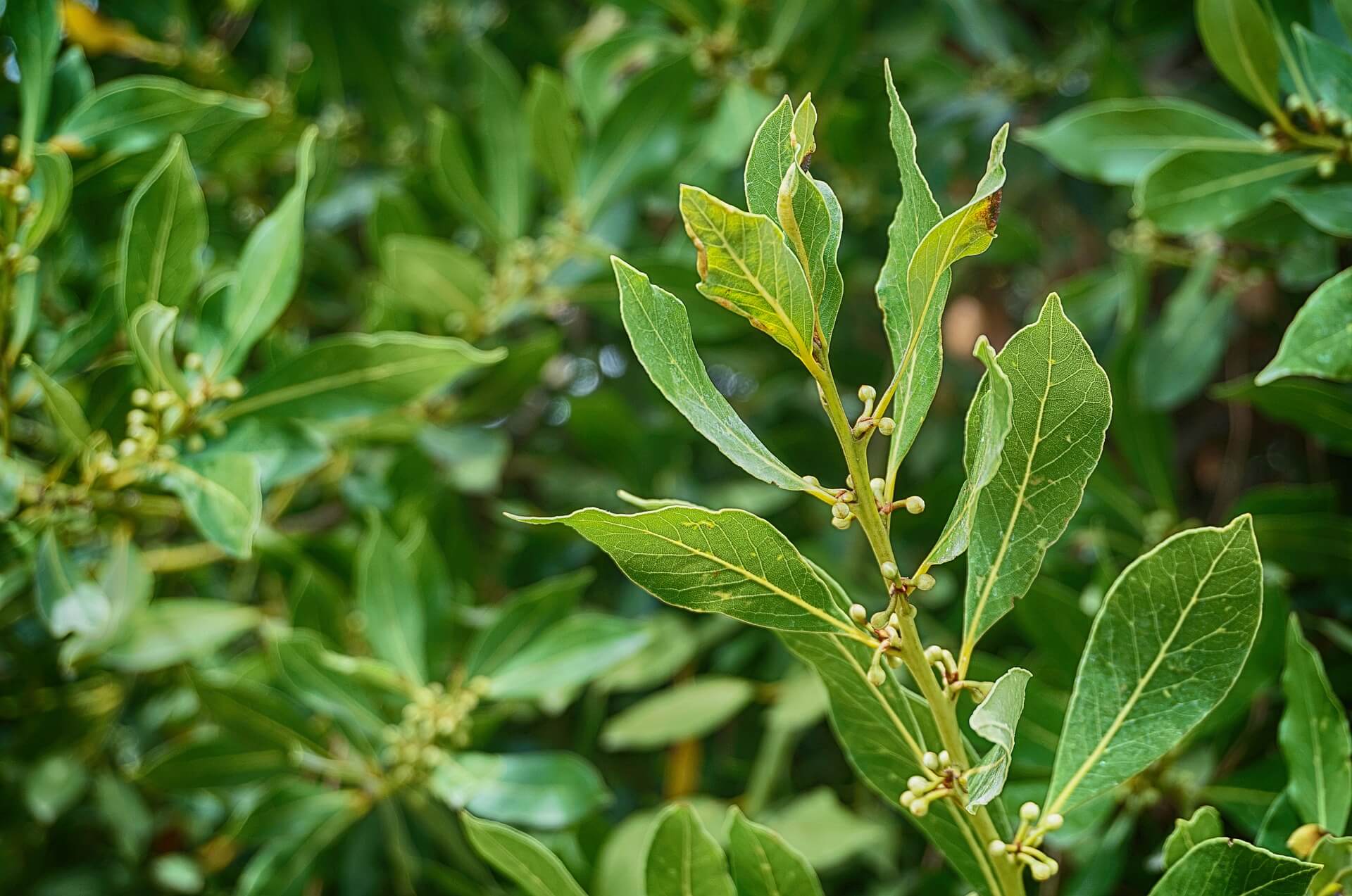 Málaga Natural Hoja de laurel